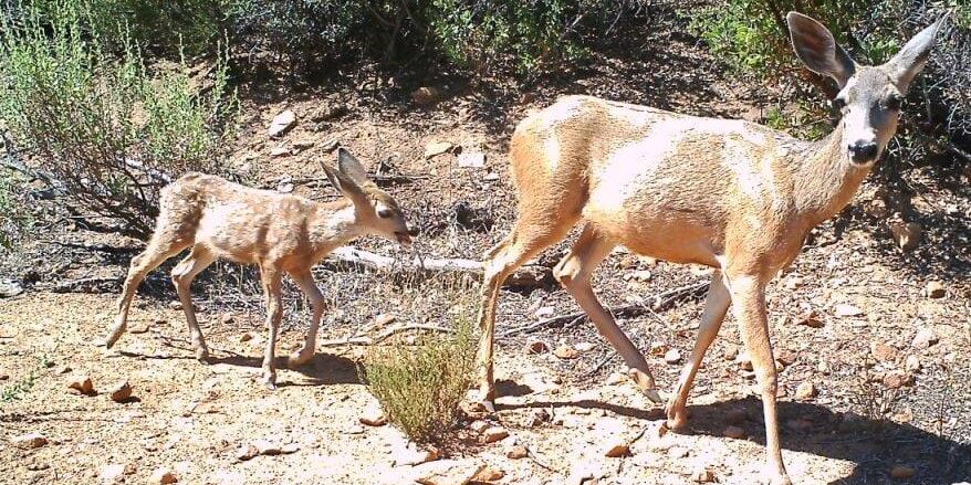 Two deer