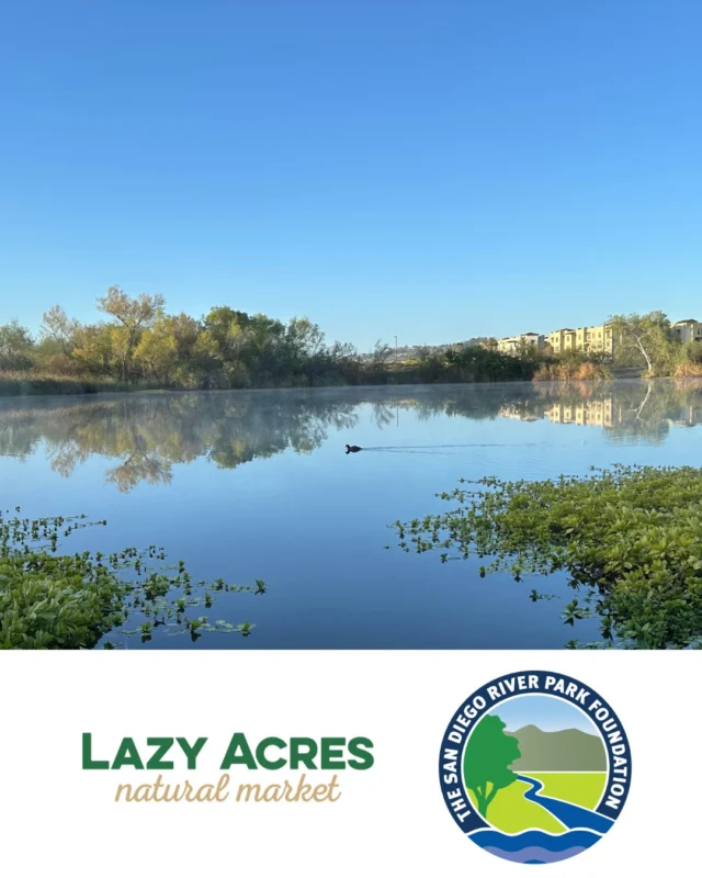 We are a candidate for Lazy Acre's Envirotoken Program, but we need your help to get voted in! Voting starts tomorrow and runs through June 17th! Vote at  lazyacres.com/vote (note link is not active until tomorrow). If we get to be an Envirotoken recipient, shoppers who bring their own reusable bags will get tokens to donate to the San Diego River Park Foundation and funds can be raised to support our vital programs working to care for and conserve the San Diego River. 🌎